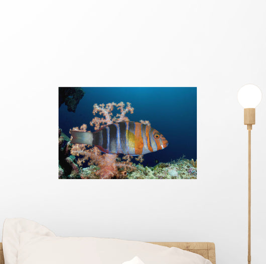 Australia, The Harlequin Tusk Fish, Choerodon Fasciatus, Wrasse Family Wall Mural