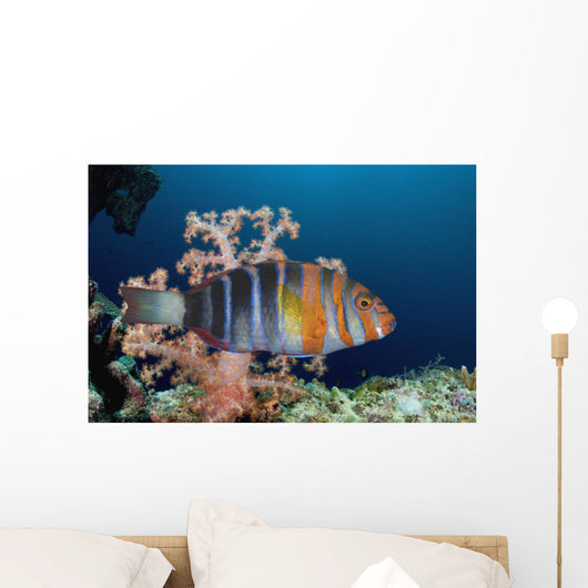 Australia, The Harlequin Tusk Fish, Choerodon Fasciatus, Wrasse Family Wall Mural