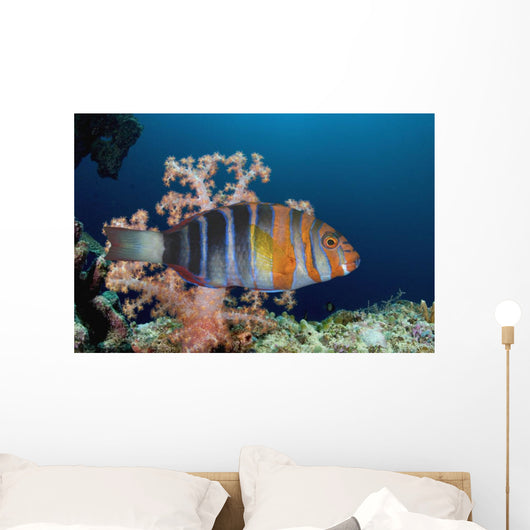 Australia, The Harlequin Tusk Fish, Choerodon Fasciatus, Wrasse Family Wall Mural