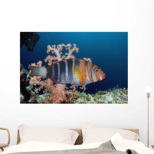 Australia, The Harlequin Tusk Fish, Choerodon Fasciatus, Wrasse Family Wall Mural