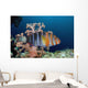 Australia, The Harlequin Tusk Fish, Choerodon Fasciatus, Wrasse Family Wall Mural