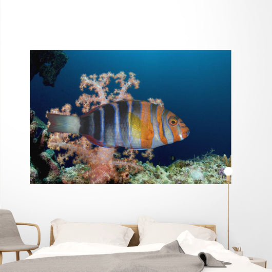 Australia, The Harlequin Tusk Fish, Choerodon Fasciatus, Wrasse Family Wall Mural