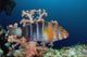 Australia, The Harlequin Tusk Fish, Choerodon Fasciatus, Wrasse Family Wall Mural