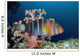 Australia, The Harlequin Tusk Fish, Choerodon Fasciatus, Wrasse Family Wall Mural