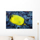 Indonesia, The Latticed Butterflyfish Wall Mural