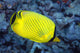Indonesia, The Latticed Butterflyfish Wall Mural