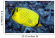 Indonesia, The Latticed Butterflyfish Wall Mural