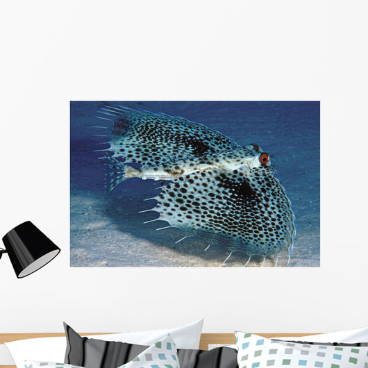 Hawaii, Flying Gurnards, Also Known As Helmet Gurnards Wall Mural