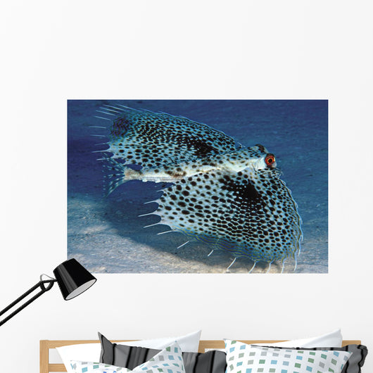 Hawaii, Flying Gurnards, Also Known As Helmet Gurnards Wall Mural