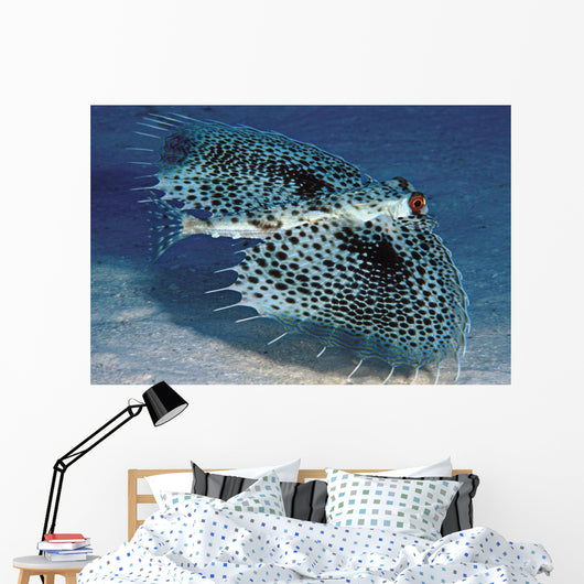 Hawaii, Flying Gurnards, Also Known As Helmet Gurnards Wall Mural