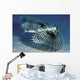 Hawaii, Flying Gurnards, Also Known As Helmet Gurnards Wall Mural