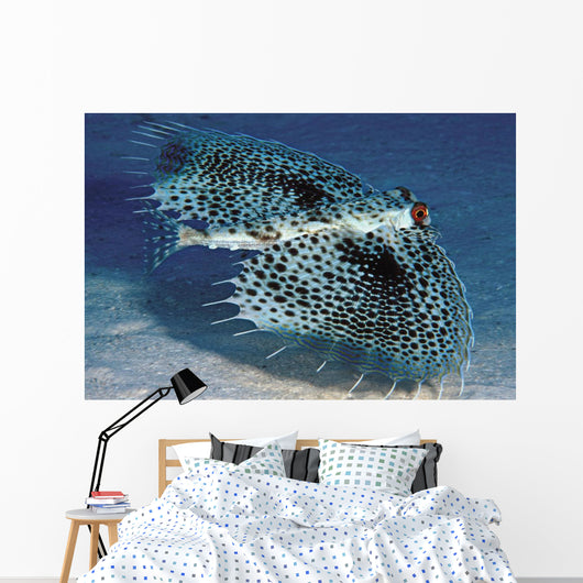 Hawaii, Flying Gurnards, Also Known As Helmet Gurnards Wall Mural
