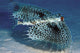 Hawaii, Flying Gurnards, Also Known As Helmet Gurnards Wall Mural