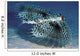 Hawaii, Flying Gurnards, Also Known As Helmet Gurnards Wall Mural
