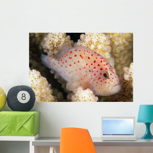 Hawaii, This Velvet Fish, Caracanthus Typicus, Is Only 2 Inches Long Wall Mural