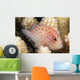 Hawaii, This Velvet Fish, Caracanthus Typicus, Is Only 2 Inches Long Wall Mural