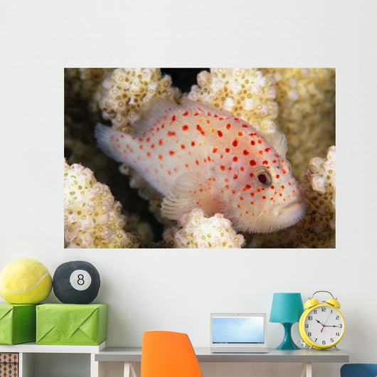 Hawaii, This Velvet Fish, Caracanthus Typicus, Is Only 2 Inches Long Wall Mural