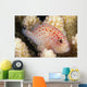 Hawaii, This Velvet Fish, Caracanthus Typicus, Is Only 2 Inches Long Wall Mural