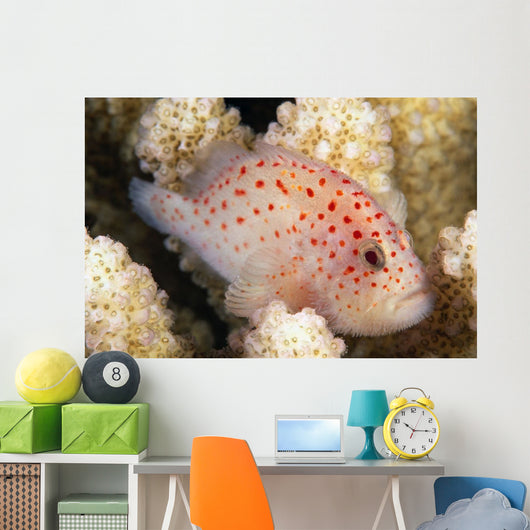 Hawaii, This Velvet Fish, Caracanthus Typicus, Is Only 2 Inches Long Wall Mural