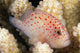 Hawaii, This Velvet Fish, Caracanthus Typicus, Is Only 2 Inches Long Wall Mural