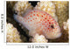 Hawaii, This Velvet Fish, Caracanthus Typicus, Is Only 2 Inches Long Wall Mural