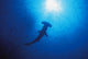 Silhouette Of Scalloped Hammerhead With School Of Fish Wall Mural