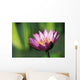 Single Pink Purple Water Lily Flower Wall Mural