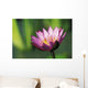 Single Pink Purple Water Lily Flower Wall Mural