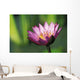 Single Pink Purple Water Lily Flower Wall Mural