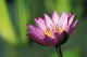 Single Pink Purple Water Lily Flower Wall Mural