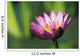 Single Pink Purple Water Lily Flower Wall Mural