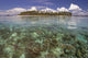 Malaysia, Mabul Island, A Hawksbill Turtle Swims In Island/Reef Scene Wall Mural