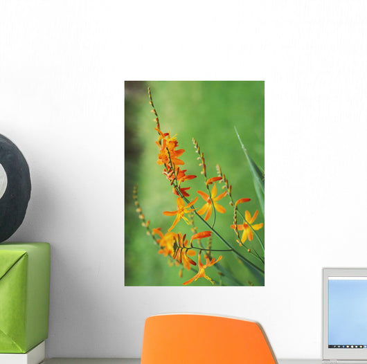 Tritonia Crocosmiflora Flowers, Orange, Growing Wall Mural