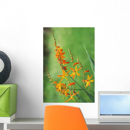 Tritonia Crocosmiflora Flowers, Orange, Growing Wall Mural