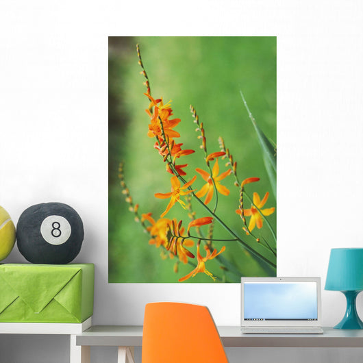Tritonia Crocosmiflora Flowers, Orange, Growing Wall Mural