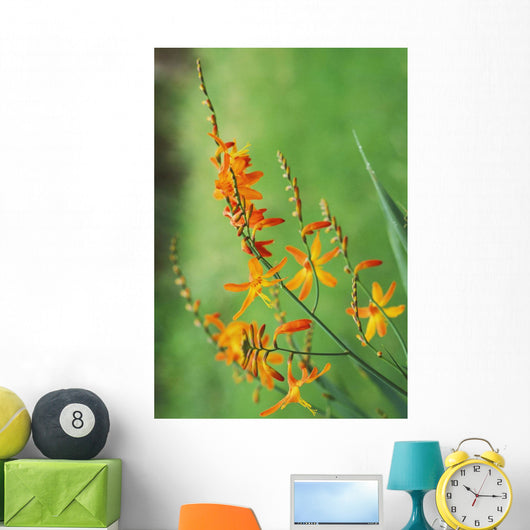 Tritonia Crocosmiflora Flowers, Orange, Growing Wall Mural
