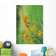 Tritonia Crocosmiflora Flowers, Orange, Growing Wall Mural