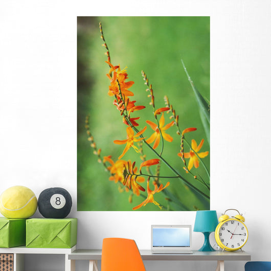 Tritonia Crocosmiflora Flowers, Orange, Growing Wall Mural