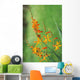 Tritonia Crocosmiflora Flowers, Orange, Growing Wall Mural