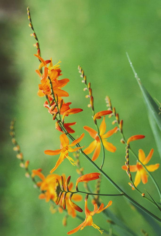 Tritonia Crocosmiflora Flowers, Orange, Growing Wall Mural