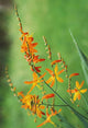 Tritonia Crocosmiflora Flowers, Orange, Growing Wall Mural