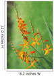 Tritonia Crocosmiflora Flowers, Orange, Growing Wall Mural