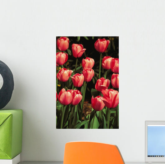 New York, Tulips Wall Mural