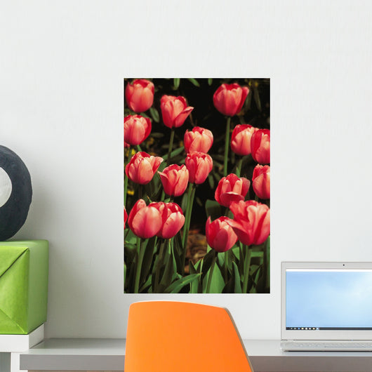 New York, Tulips Wall Mural