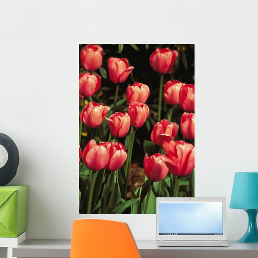 New York, Tulips Wall Mural