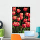 New York, Tulips Wall Mural