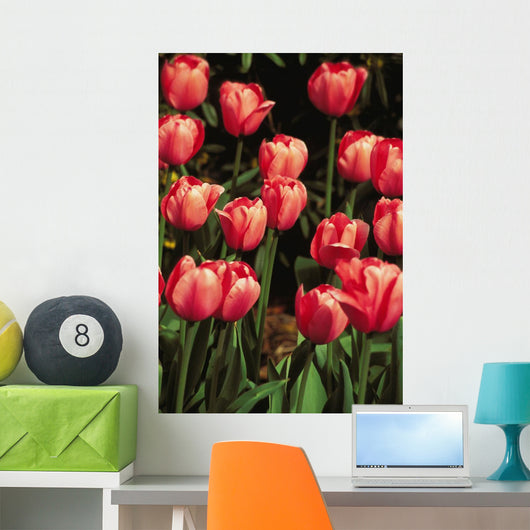 New York, Tulips Wall Mural