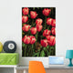 New York, Tulips Wall Mural