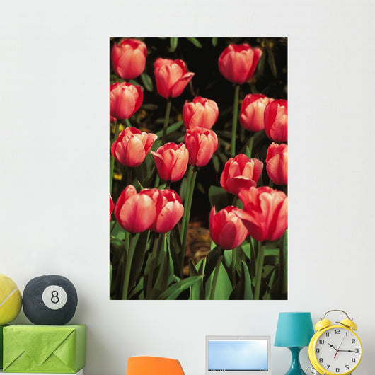 New York, Tulips Wall Mural