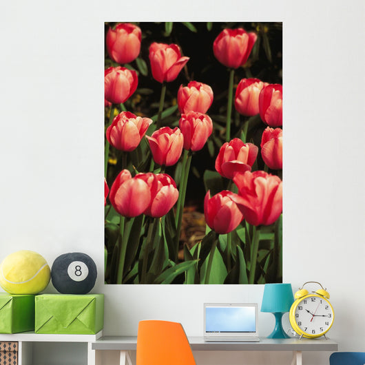 New York, Tulips Wall Mural
